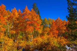 Aspens on road to North Lake-5567.jpg